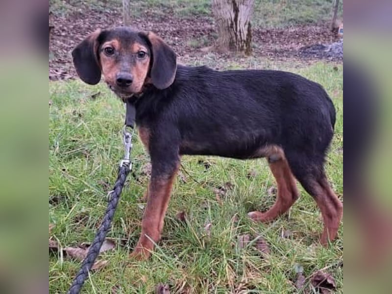 Bond ein sanfter Engel