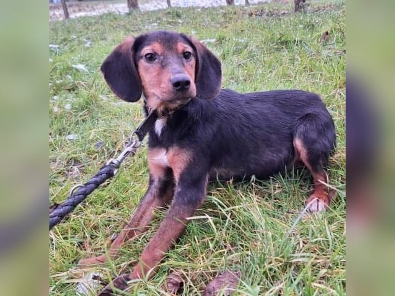 Bond ein sanfter Engel