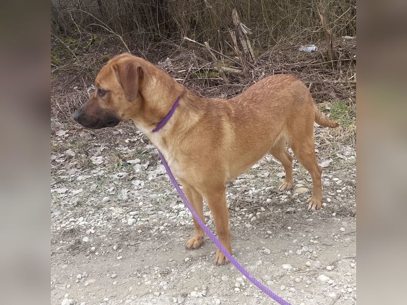 Joliee ein Menschen liebendes aktives Wesen