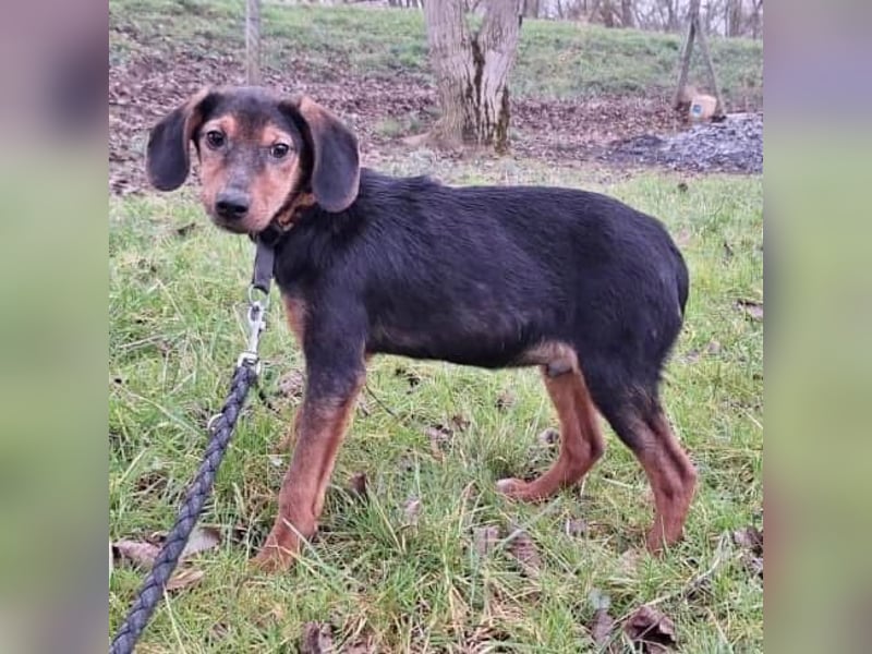 Bond ein sanfter Engel