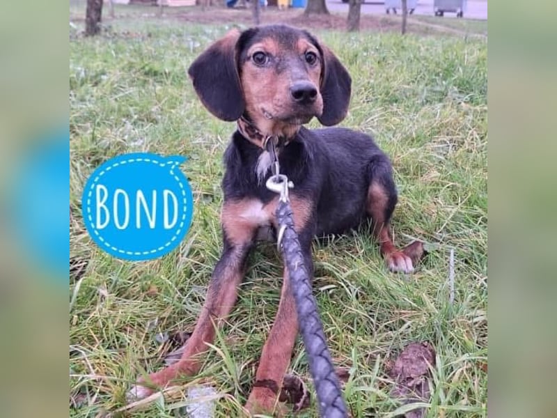 Bond ein sanfter Engel