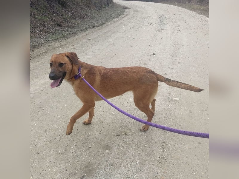 Joliee ein Menschen liebendes aktives Wesen