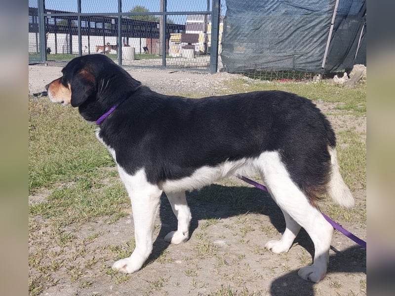 Millie eine sanfte Seele