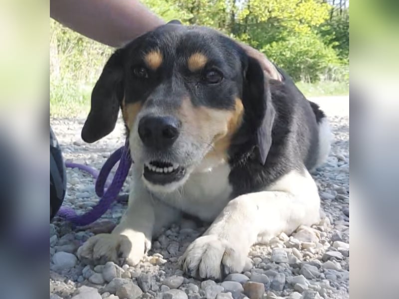Millie eine sanfte Seele