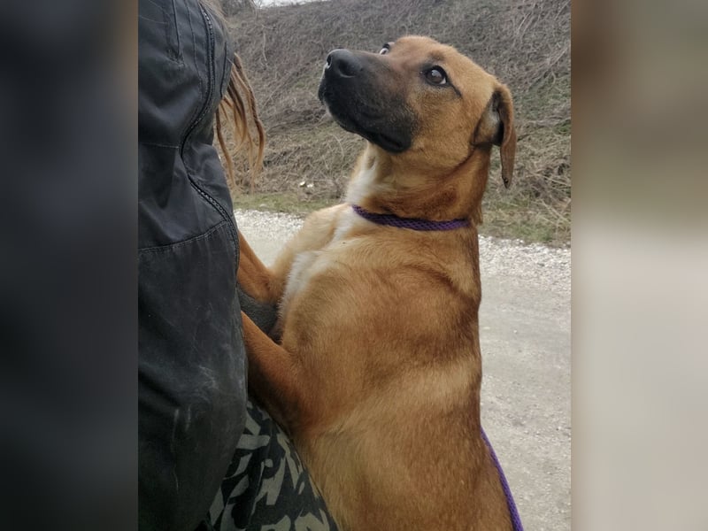 Joliee ein Menschen liebendes aktives Wesen