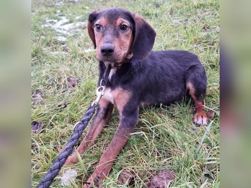 Bond ein sanfter Engel