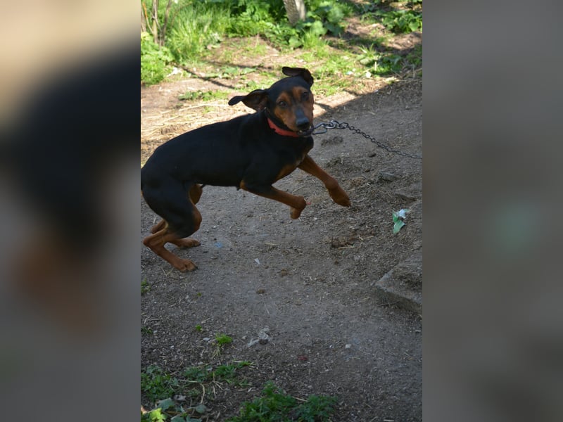 NOTFALL - „Lena“, hält den Stress im Tierheim nicht aus. Ca. 2022 geb. Weint ganz doll im Zwinger