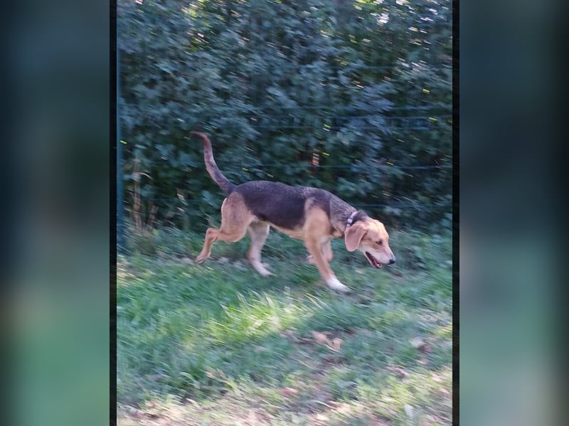 ausgeglichene freundliche Bracke-Schäferhund Mischlings-Hündin Lea sucht....