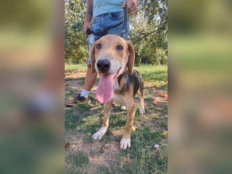 ausgeglichene freundliche Bracke-Schäferhund Mischlings-Hündin Lea sucht....