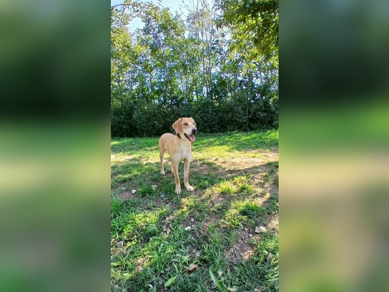hübscher und lieber Bracke-Schäferhund Mischling Louis sucht ein Zuhause