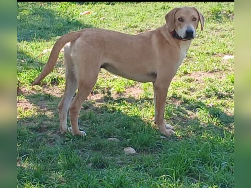 hübscher und lieber Bracke-Schäferhund Mischling Louis sucht ein Zuhause