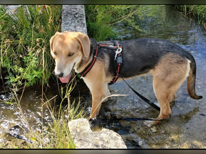 ausgeglichene freundliche Bracke-Schäferhund Mischlings-Hündin Lea sucht....