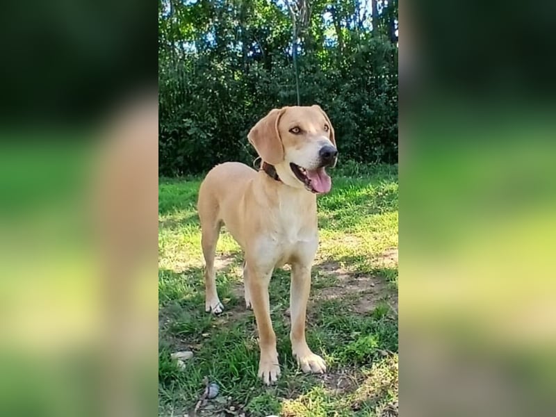 hübscher und lieber Bracke-Schäferhund Mischling Louis sucht ein Zuhause