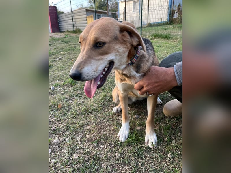 ausgeglichene freundliche Bracke-Schäferhund Mischlings-Hündin Lea sucht....
