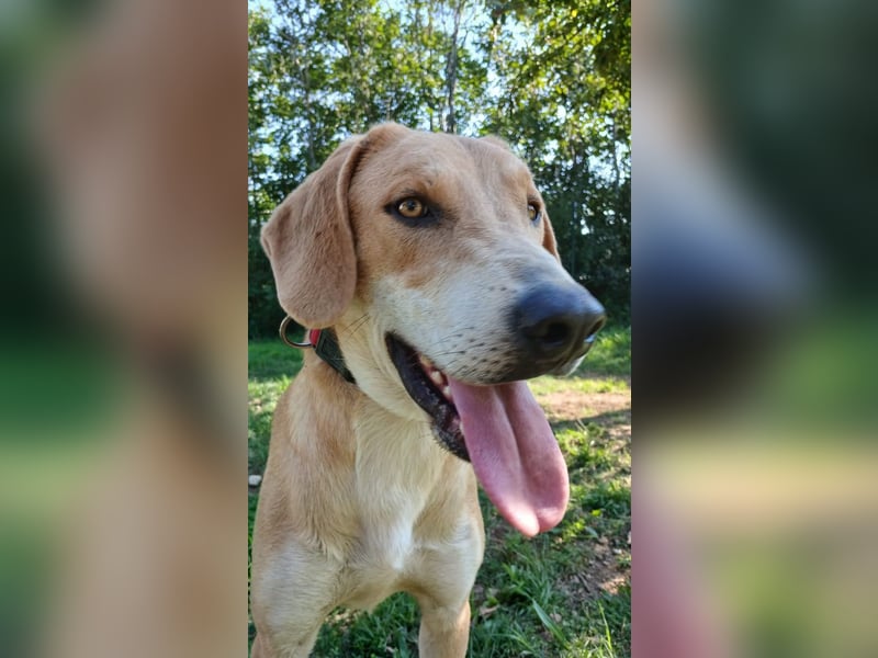 hübscher und lieber Bracke-Schäferhund Mischling Louis sucht ein Zuhause