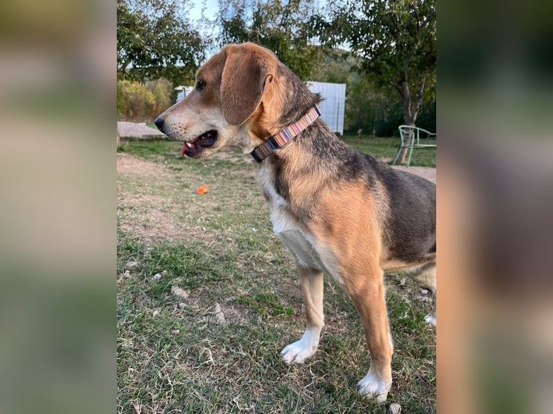 ausgeglichene freundliche Bracke-Schäferhund Mischlings-Hündin Lea sucht....
