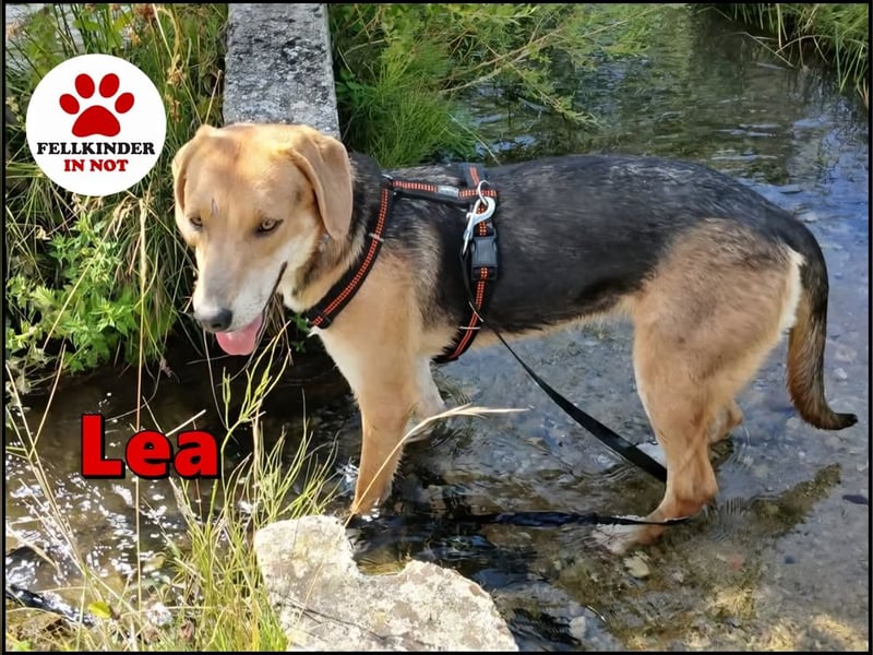 ausgeglichene freundliche Bracke-Schäferhund Mischlings-Hündin Lea sucht....