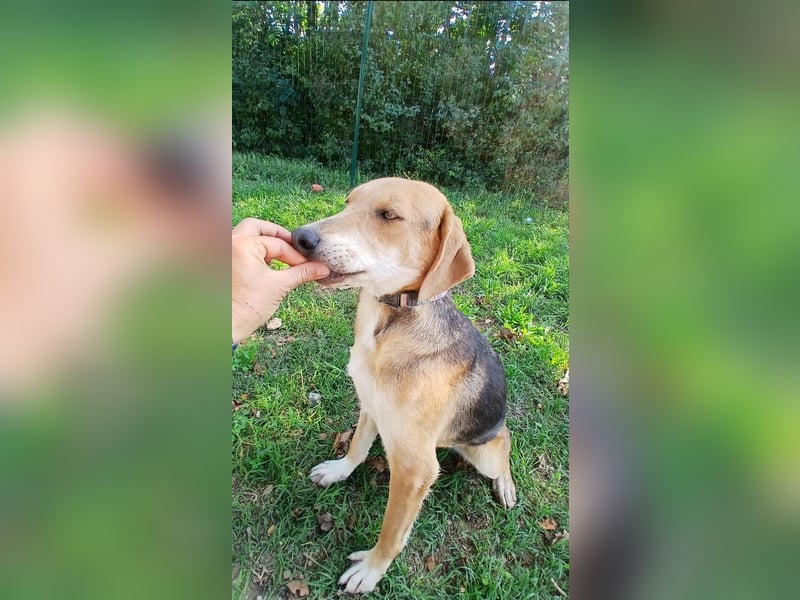 ausgeglichene freundliche Bracke-Schäferhund Mischlings-Hündin Lea sucht....