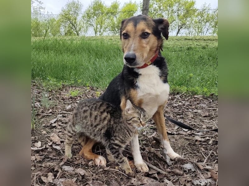 Nica eine gebrochene sanfte Seele