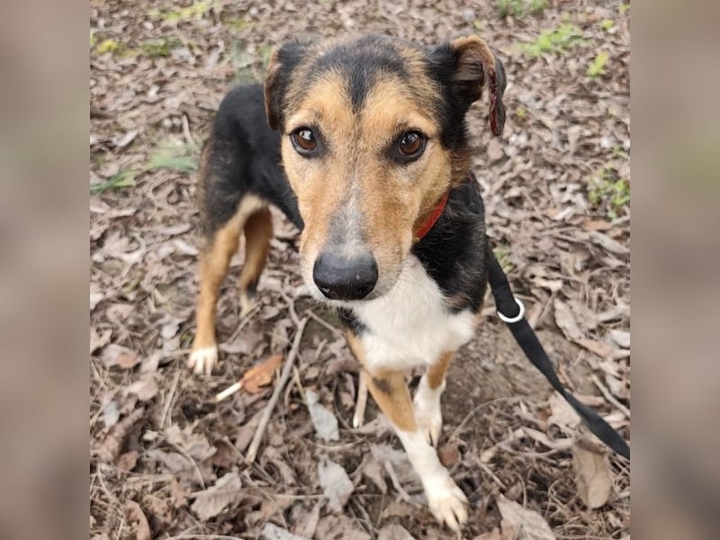 Nica eine gebrochene sanfte Seele