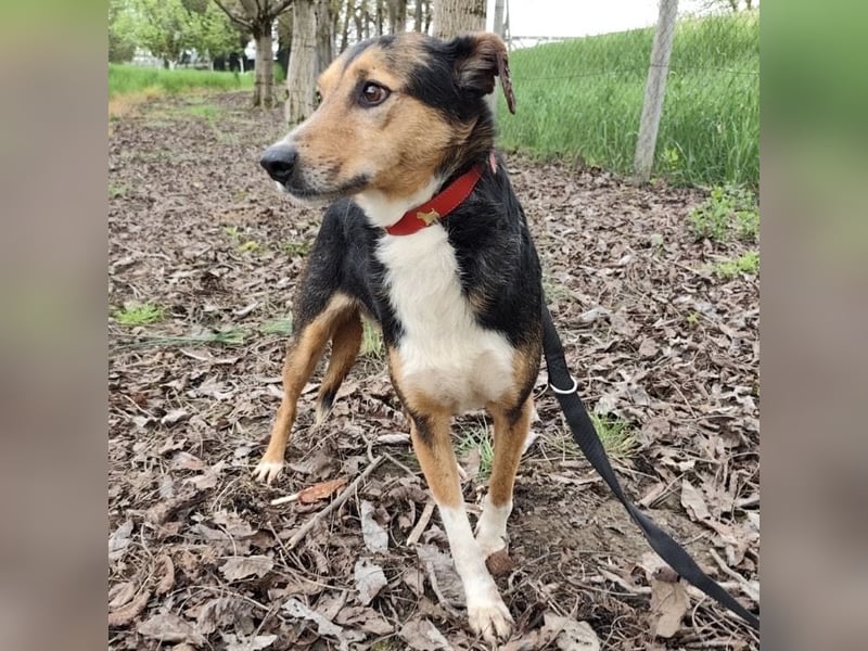 Nica eine gebrochene sanfte Seele