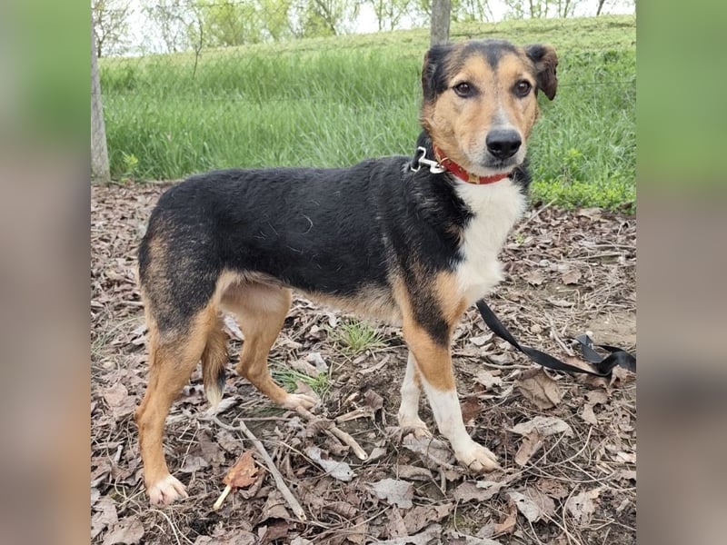 Nica eine gebrochene sanfte Seele