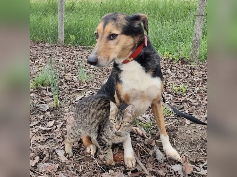 Nica eine gebrochene sanfte Seele