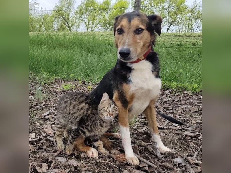 Nica eine gebrochene sanfte Seele