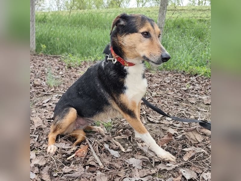 Nica eine gebrochene sanfte Seele