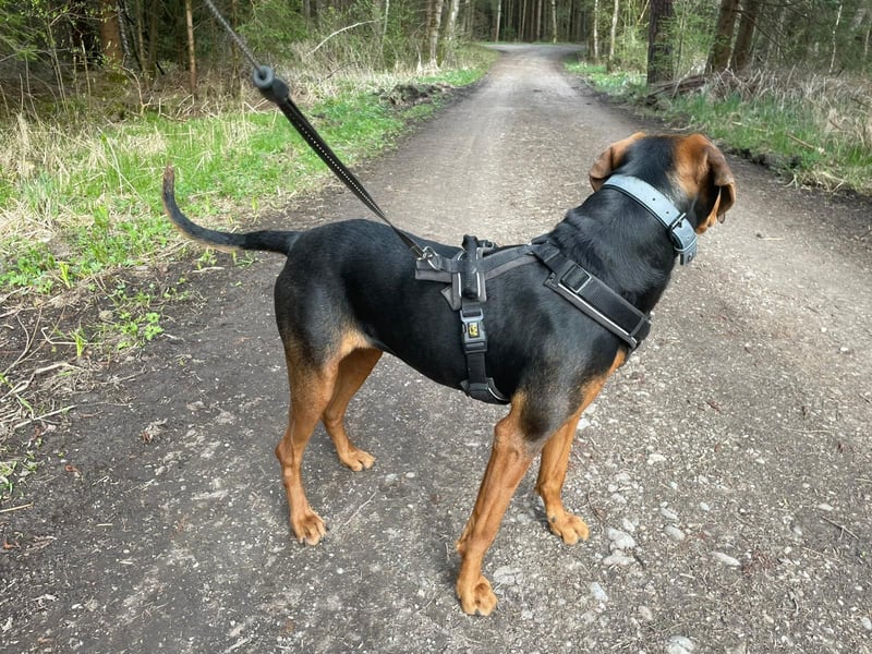 Brisa - Bracke - Notfall