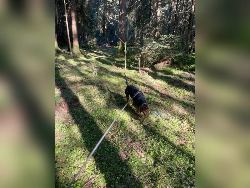 Brisa - Bracke - Notfall