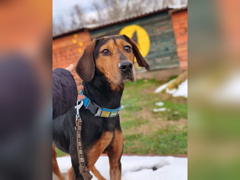 Brisa - Bracke - Notfall