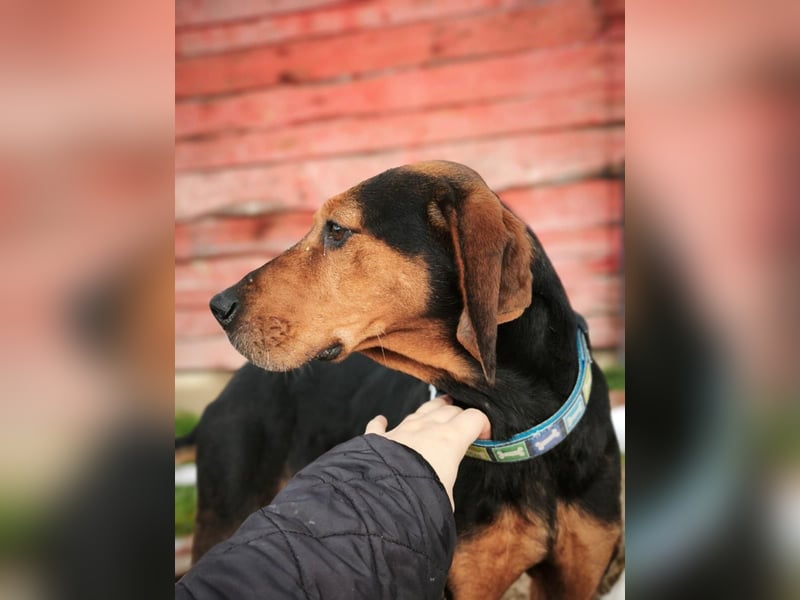 Brisa - Bracke - Notfall