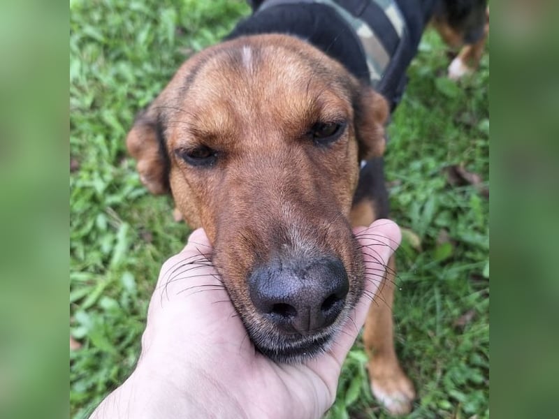 Jack ein tolles Wesen