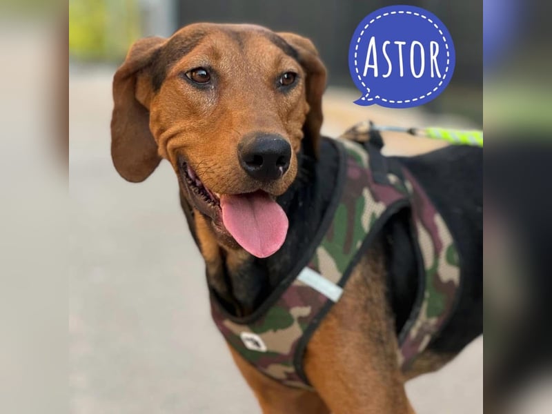 Astor ein sanfter Engel