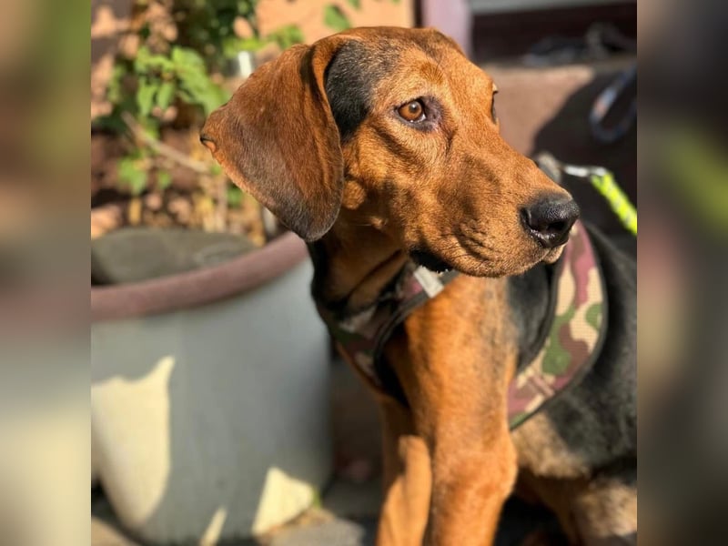 Astor ein sanfter Engel