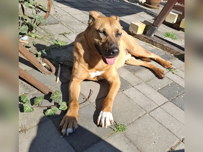 Sanfter Riese sucht sein Zuhause