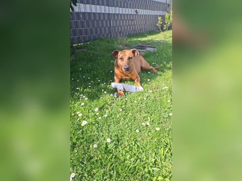 Sanfter Riese sucht sein Zuhause