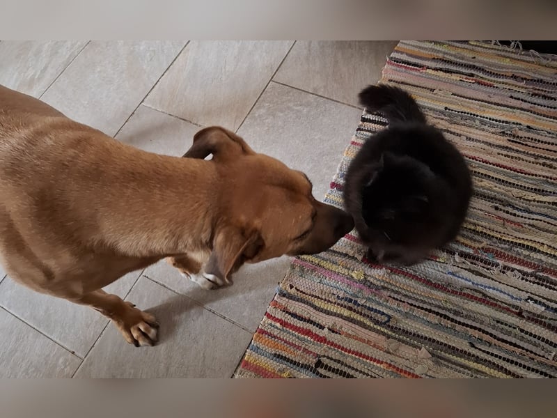 Sanfter Riese sucht sein Zuhause