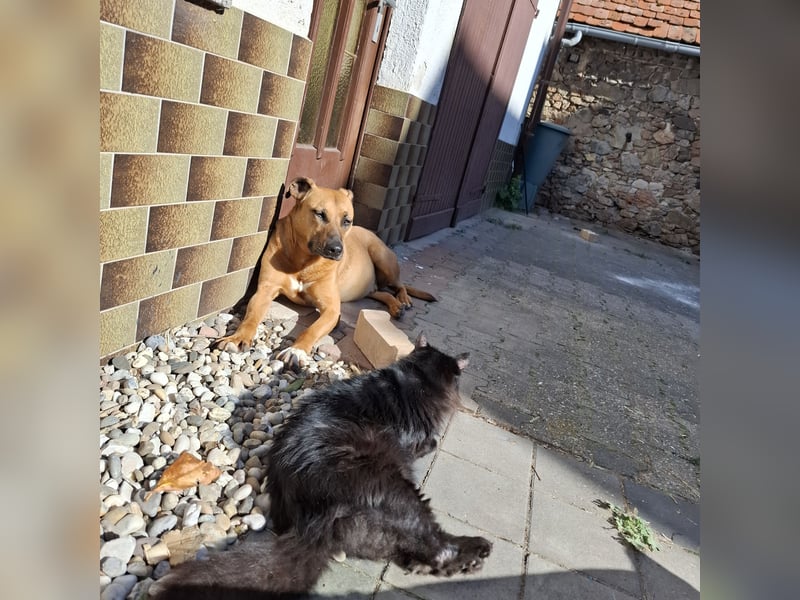 Sanfter Riese sucht sein Zuhause