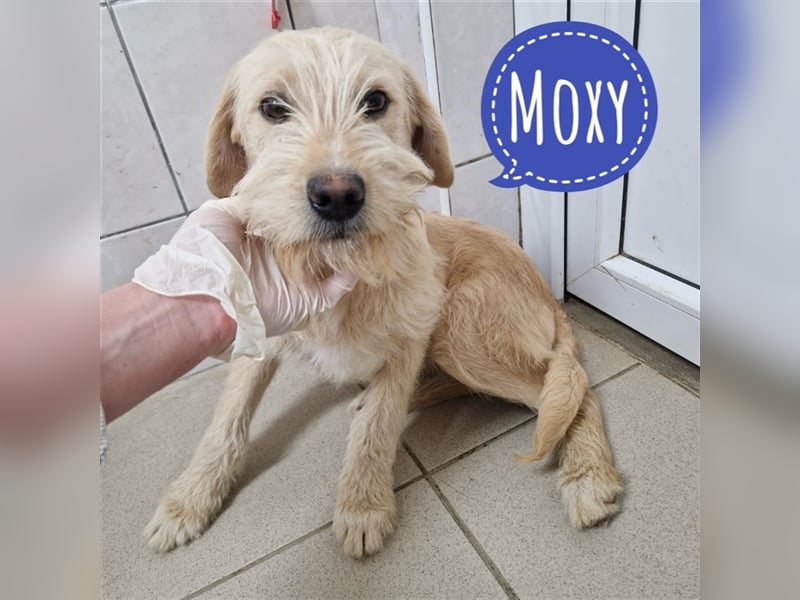 Moxy eine Mimose