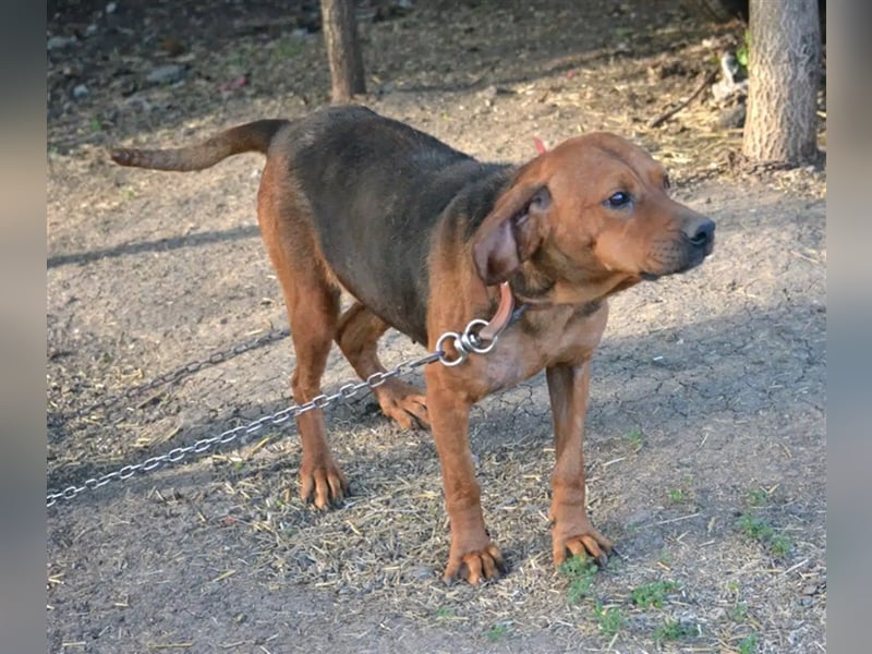 Liebe und verschmuste Hündin „Selma“, Bracken-Laufhund Mischling, ca. 2020 geboren, sucht dringend.