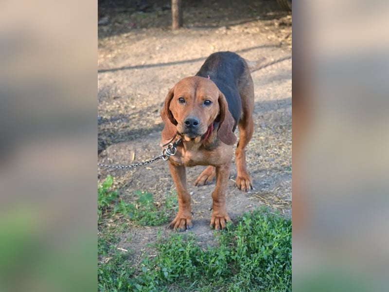Liebe und verschmuste Hündin „Selma“, Bracken-Laufhund Mischling, ca. 2020 geboren, sucht dringend.