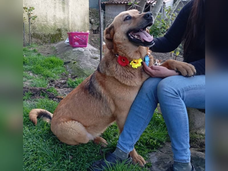 ❤️ LAICA ❤️