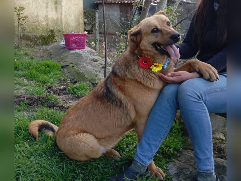 ❤️ LAICA ❤️