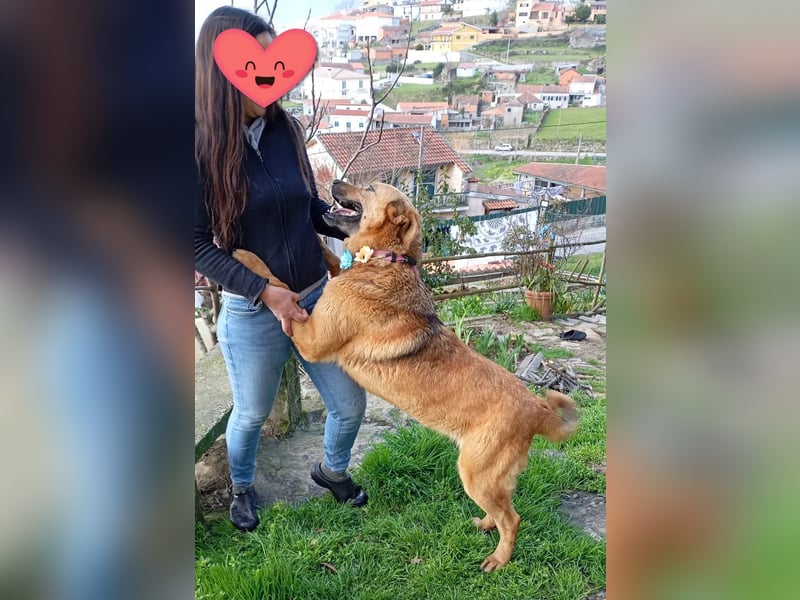 ❤️ LAICA ❤️