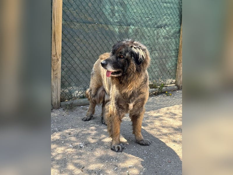 ZOUK-altersbedingt abgegeben-ruhiger Schatz, treuer, sanfter Begleiter, läuft gut an der Leine