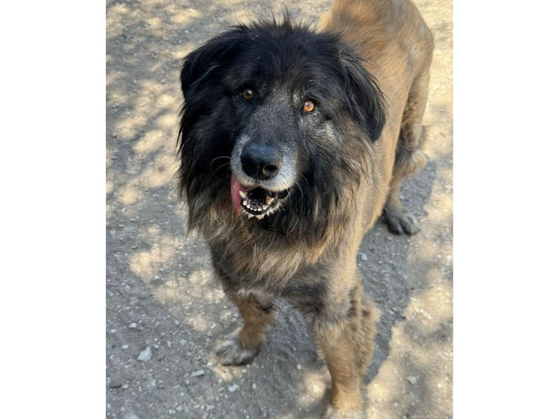 ZOUK-altersbedingt abgegeben-ruhiger Schatz, treuer, sanfter Begleiter, läuft gut an der Leine