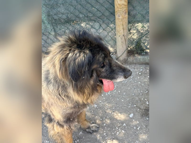 ZOUK-altersbedingt abgegeben-ruhiger Schatz, treuer, sanfter Begleiter, läuft gut an der Leine