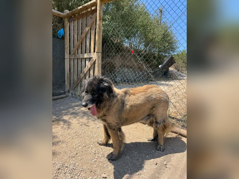 ZOUK-altersbedingt abgegeben-ruhiger Schatz, treuer, sanfter Begleiter, läuft gut an der Leine